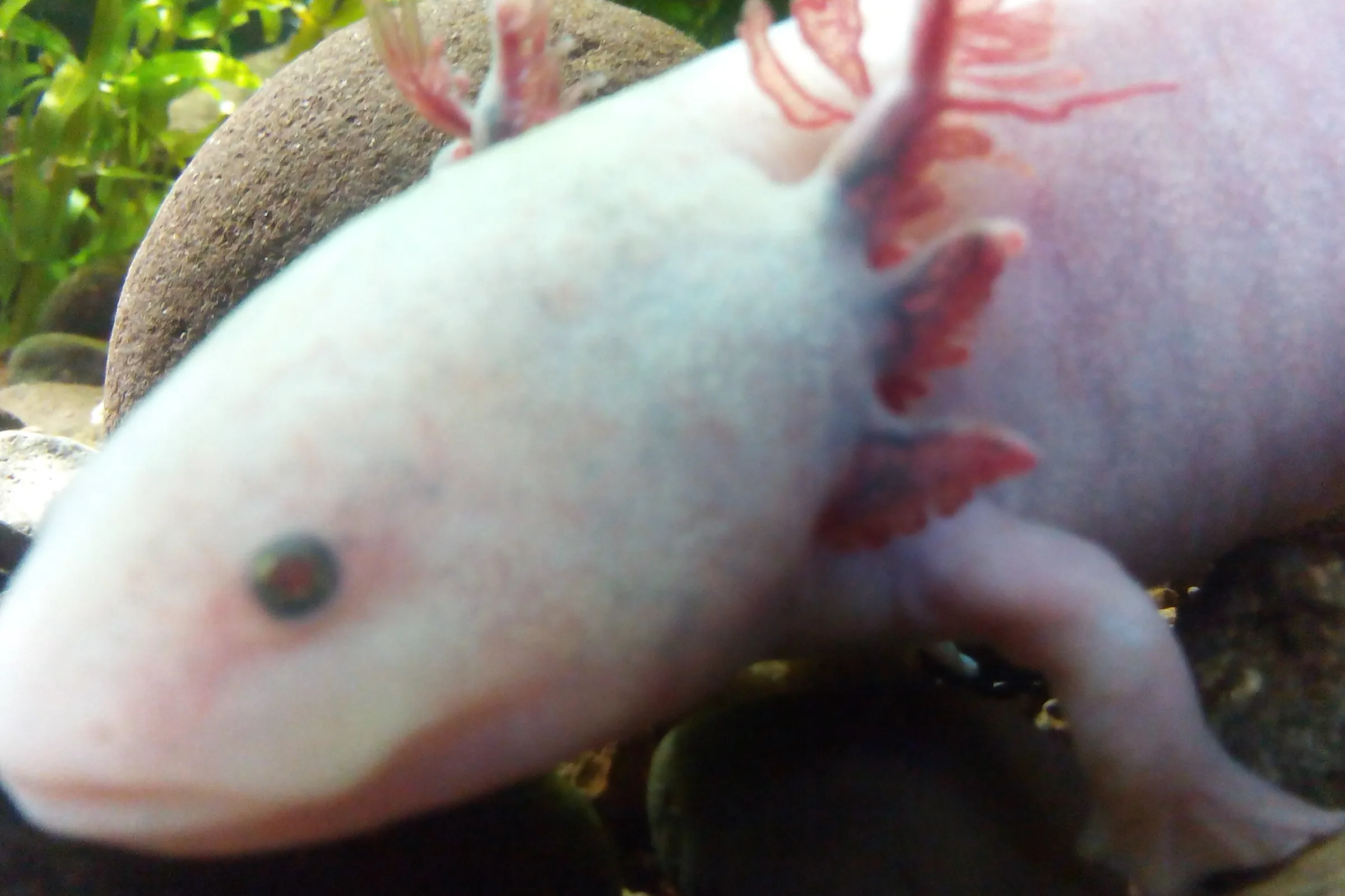 White Albino axolotl