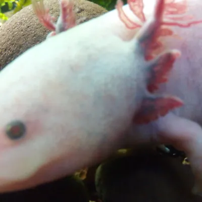 White Albino