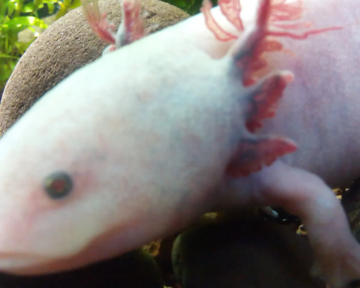 Golden Albino axolotl
