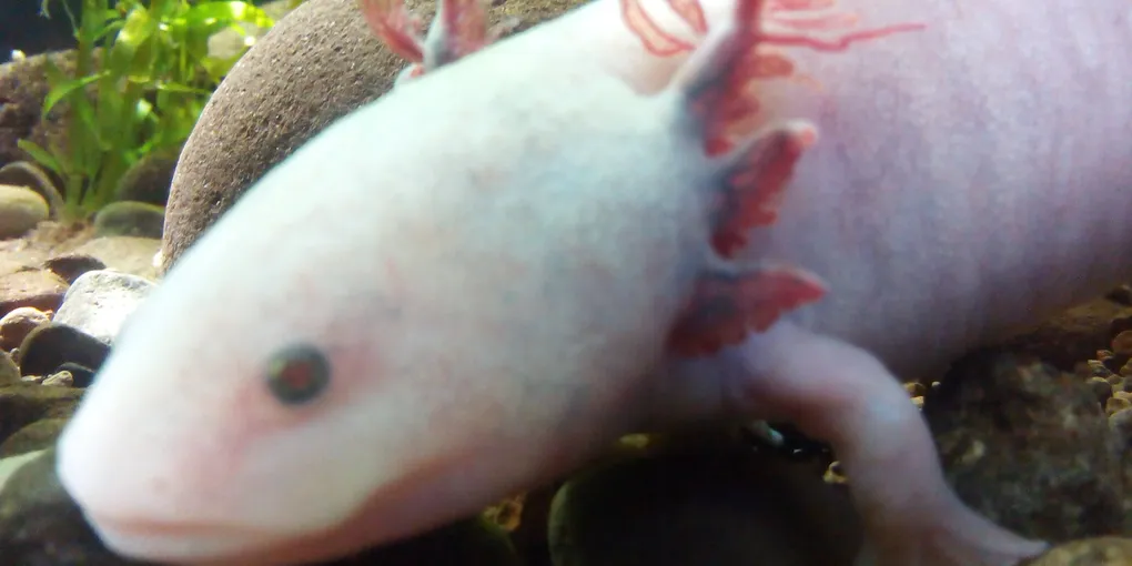 Axolotl Regeneration: What They Can and Can't Regrow