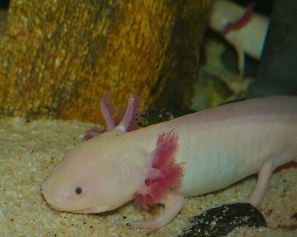 Wild Type axolotl