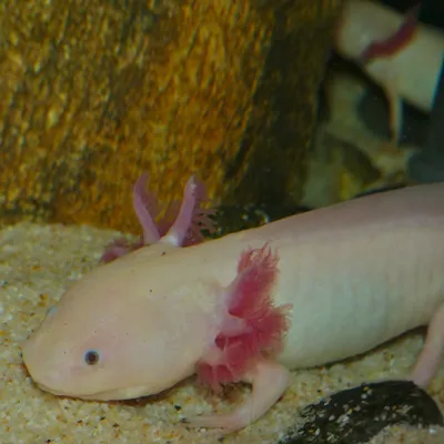 Golden Albino