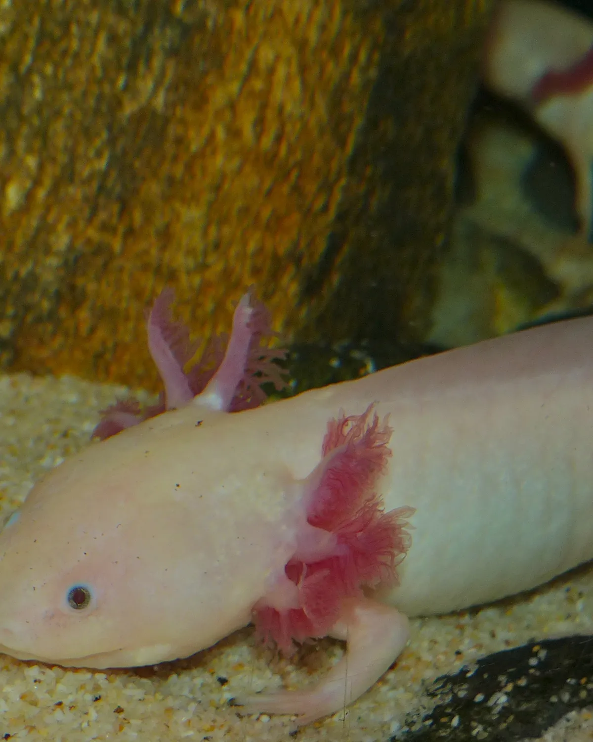 Albino axolotl with vivid red feathery gills
