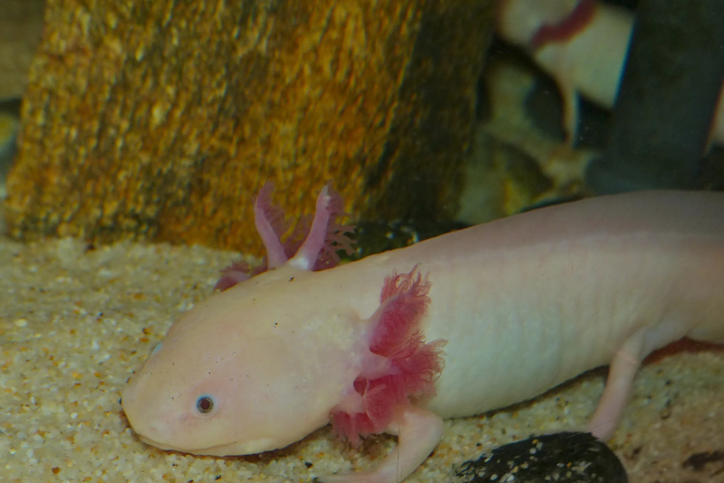Golden Albino axolotl