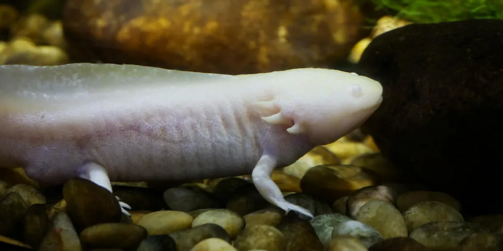 Axolotl Fungus (Saprolegnia): How to Recognize and Treat It