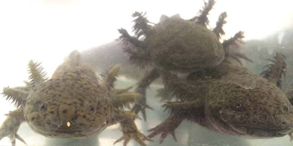 Are Axolotls Nocturnal? (What They Actually Do at Night)