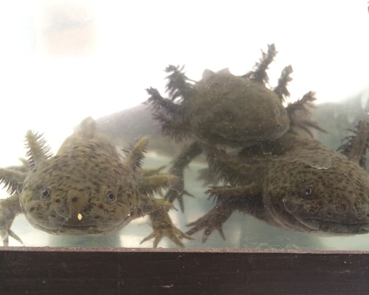 Piebald axolotl