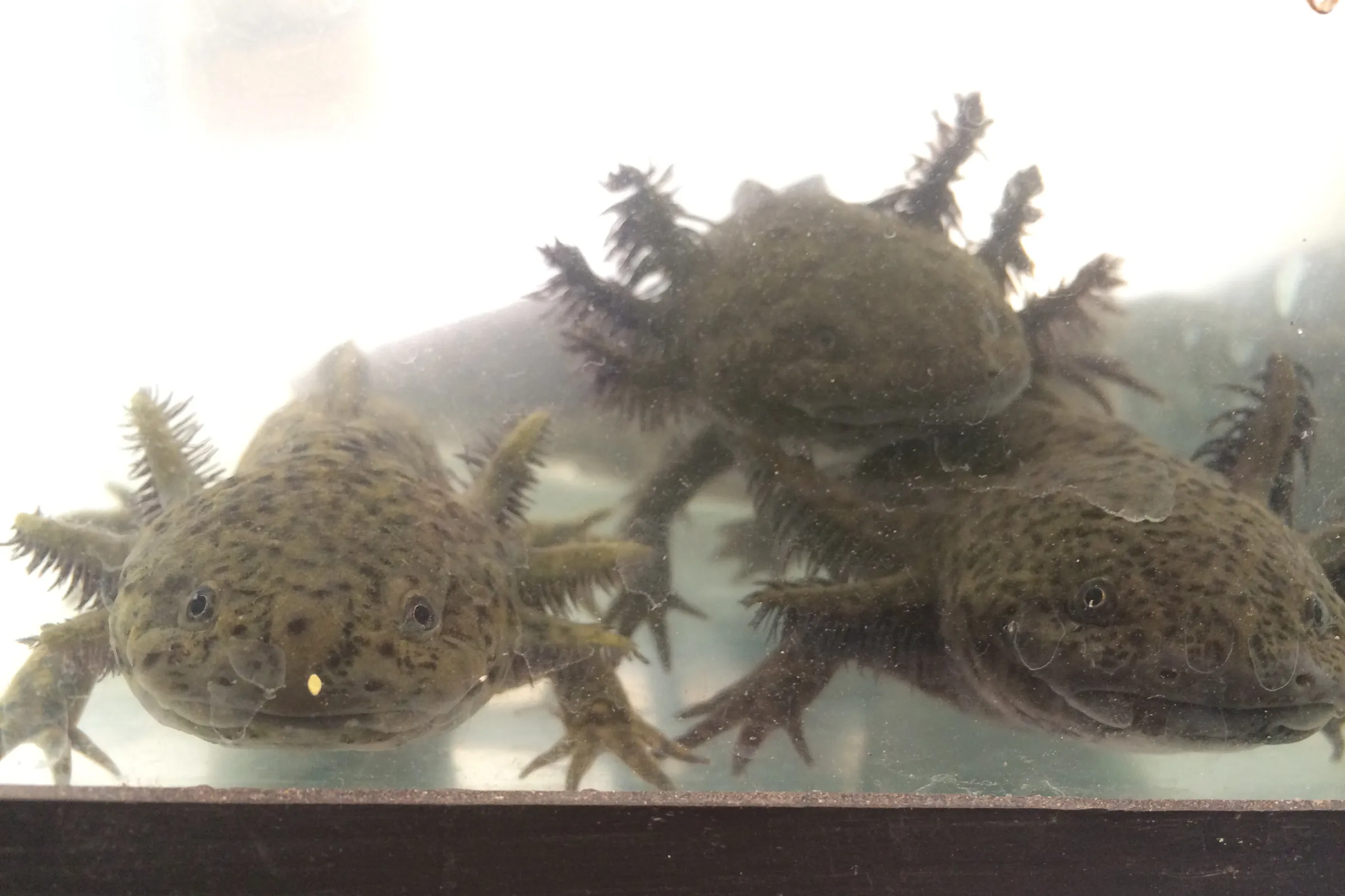 Piebald axolotl