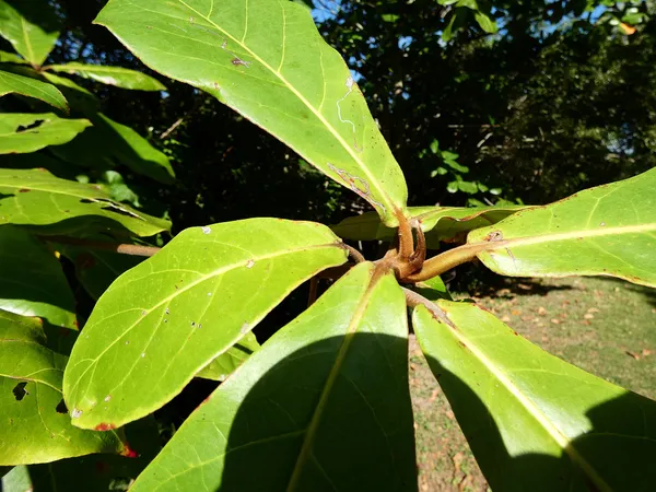 Indian Almond Leaves (10 pack)