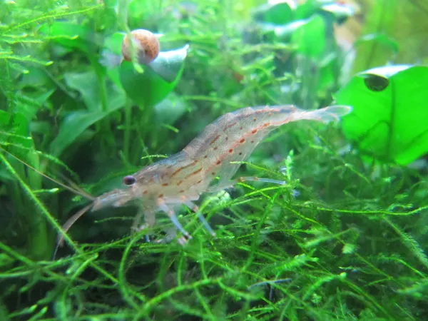 Live Java Moss