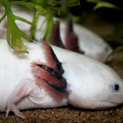 Leucistic
