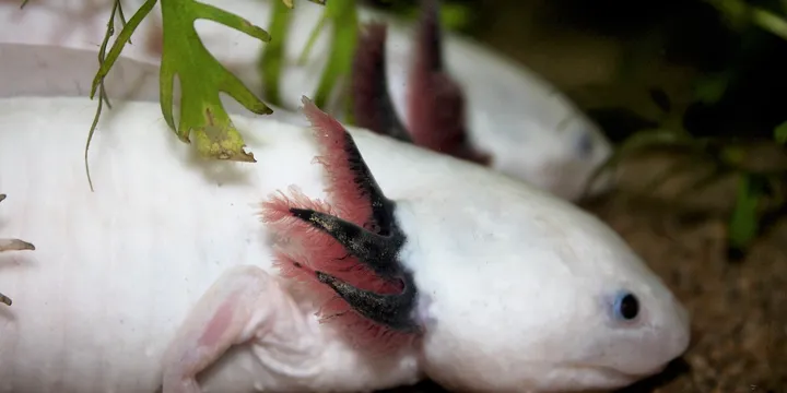 Axolotl Price: How Much Does an Axolotl Actually Cost?