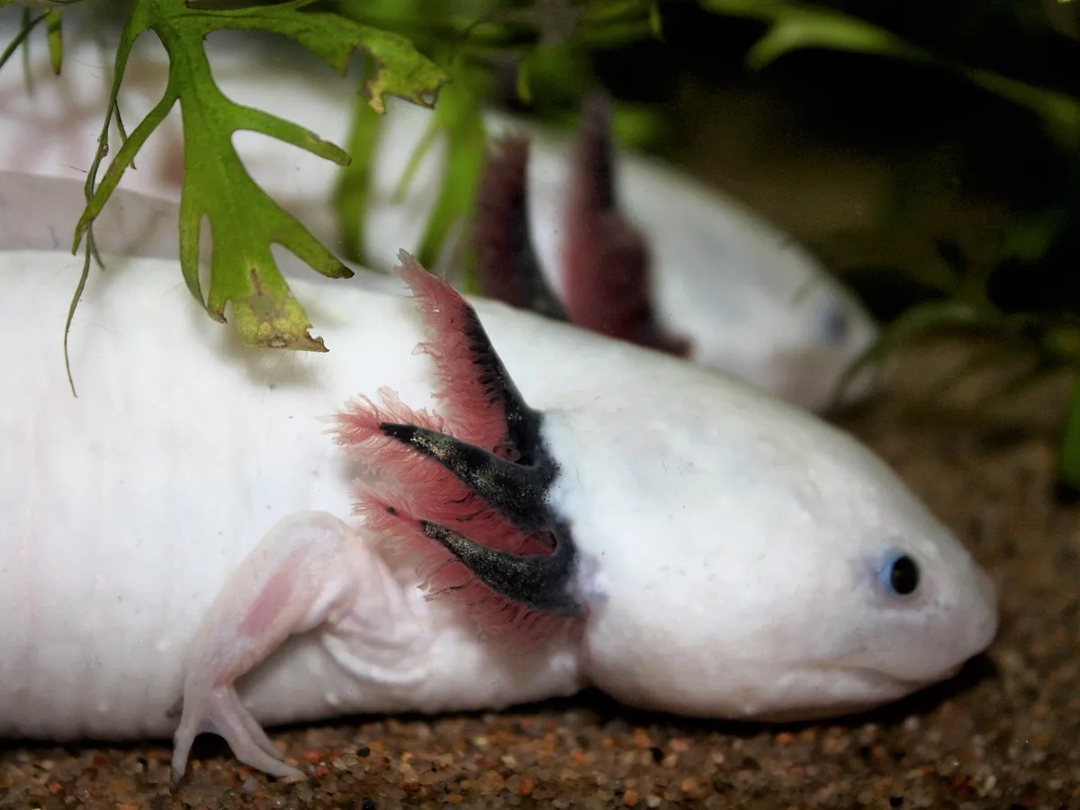 Bright leucistic pink axolotl showing characteristic pink gills