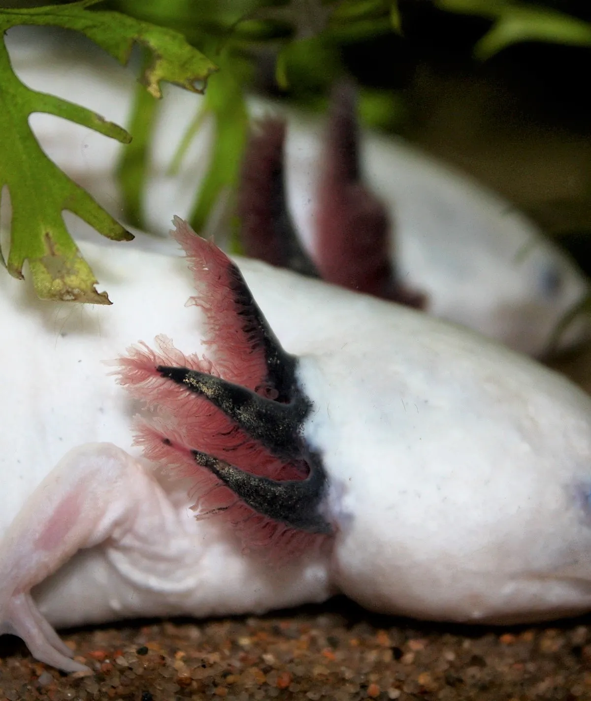 A leucistic axolotl, the most popular pet axolotl morph