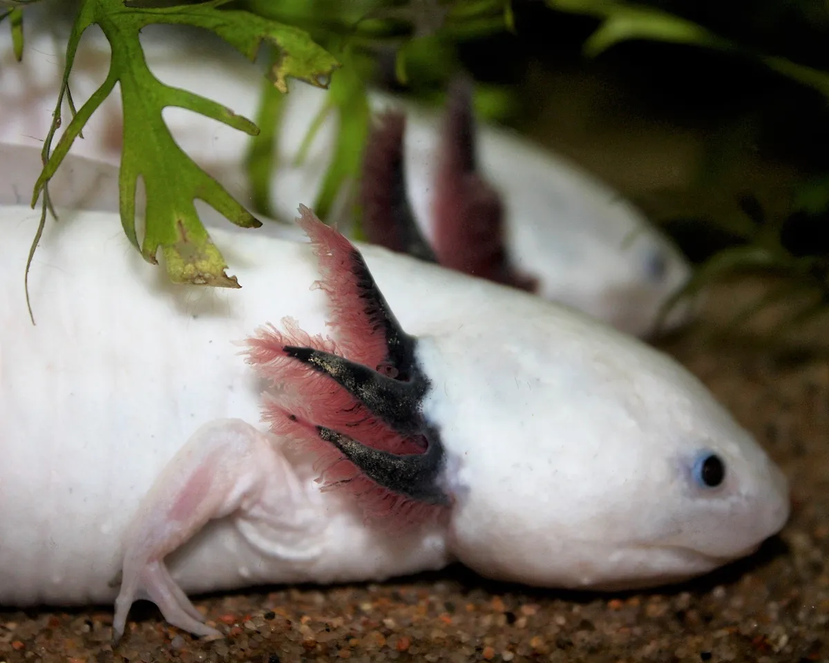 Leucistic axolotl