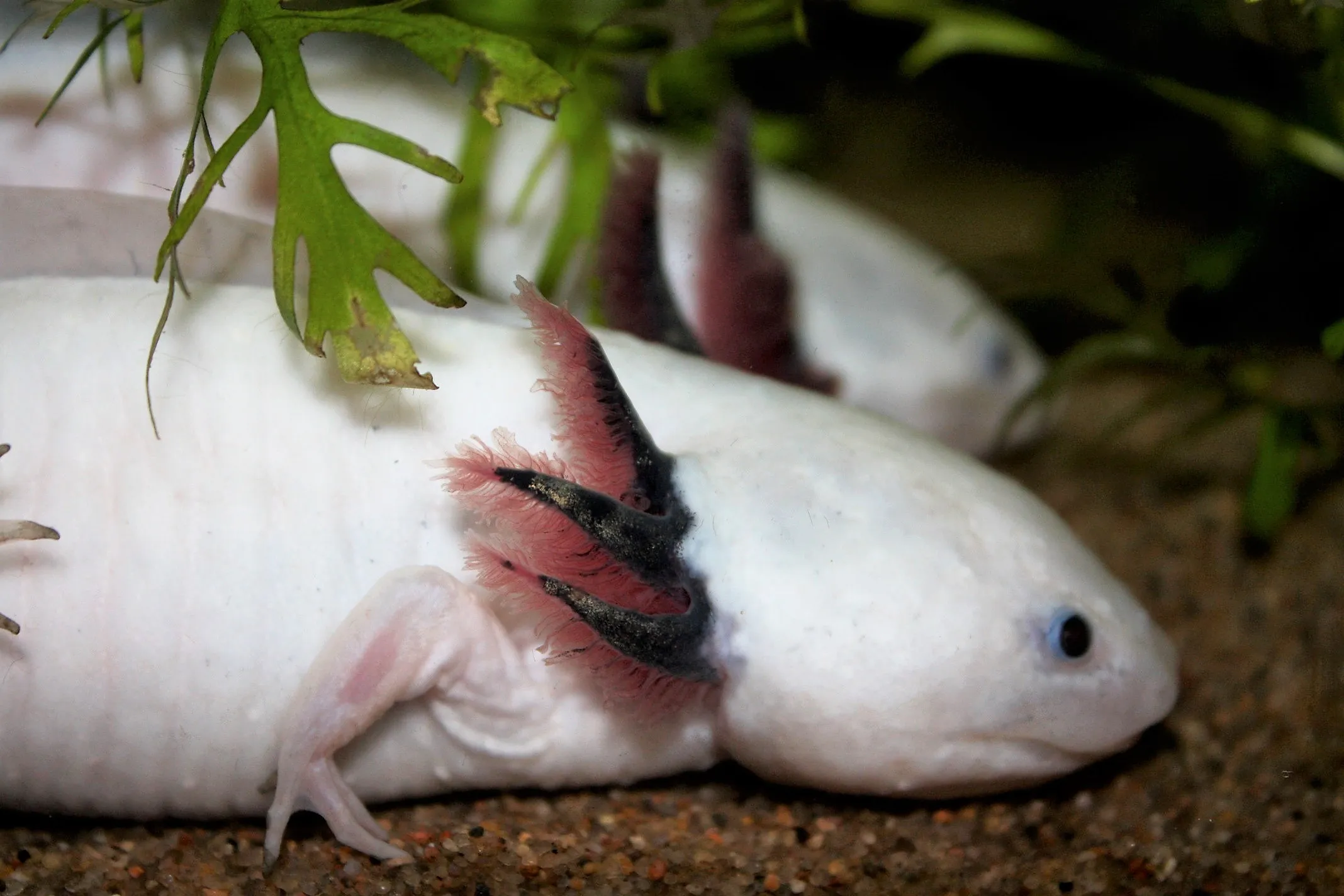 Leucistic axolotl