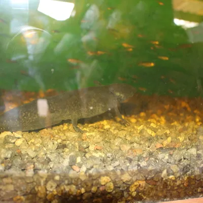 Melanoid