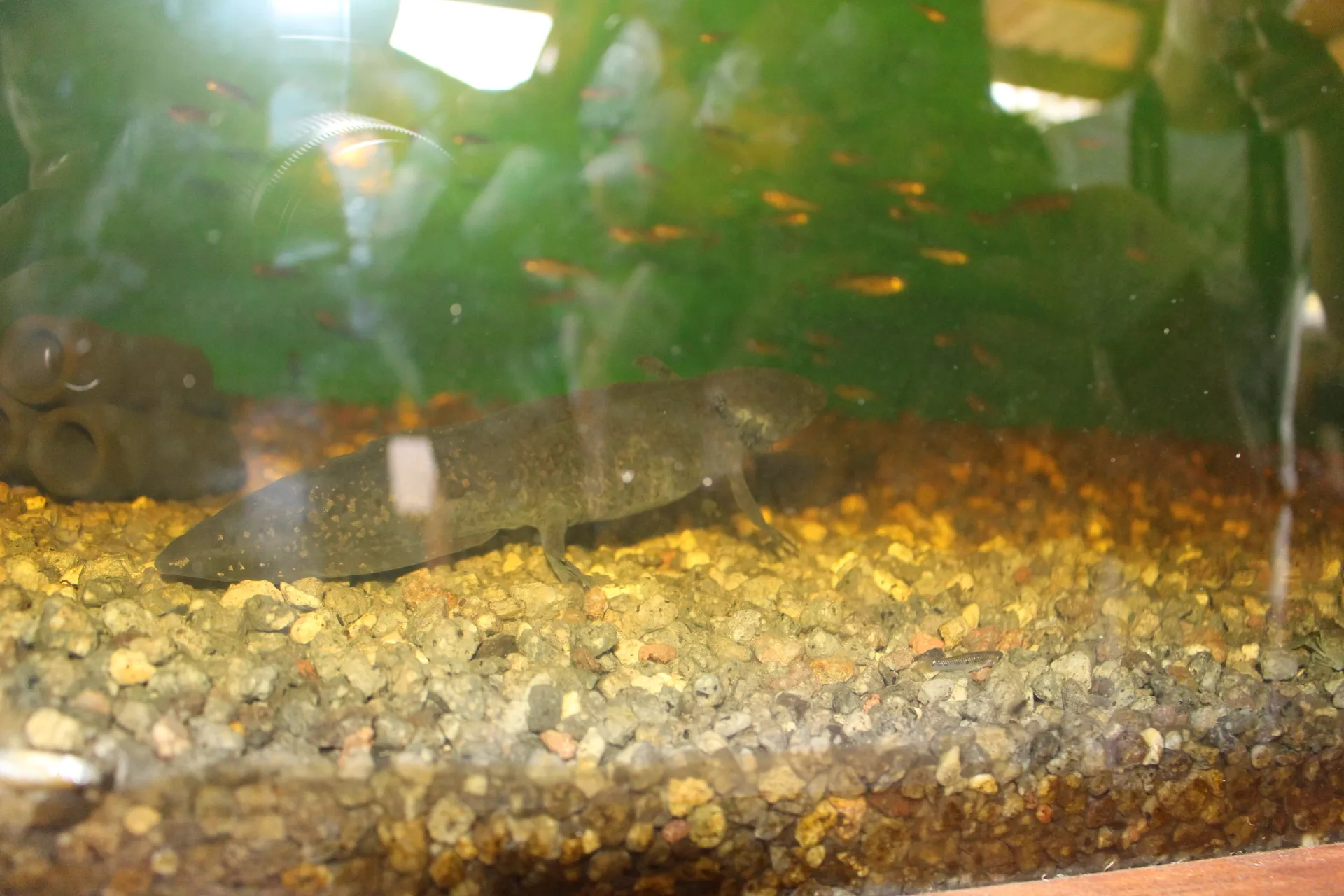 Melanoid axolotl