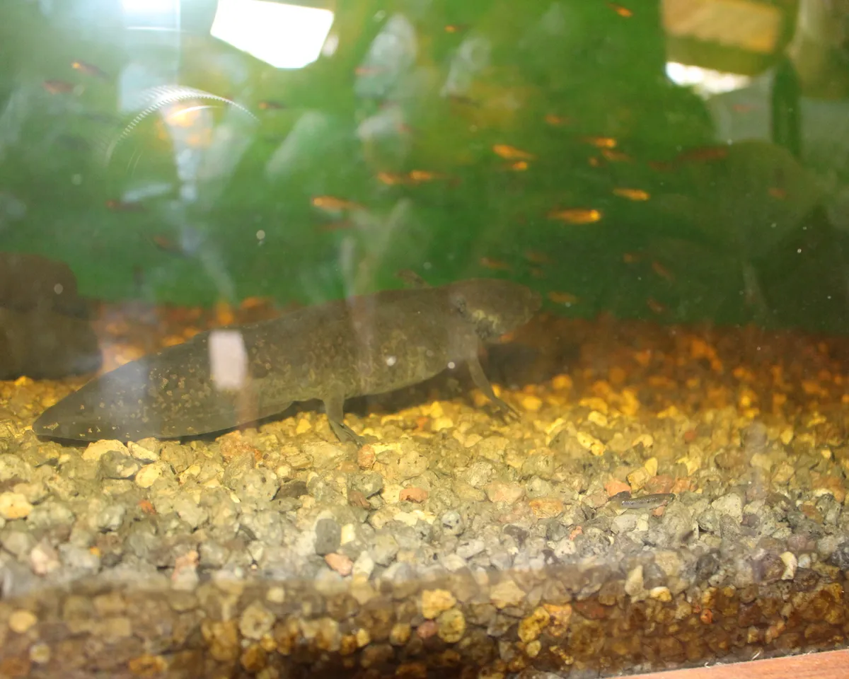 Melanoid axolotl