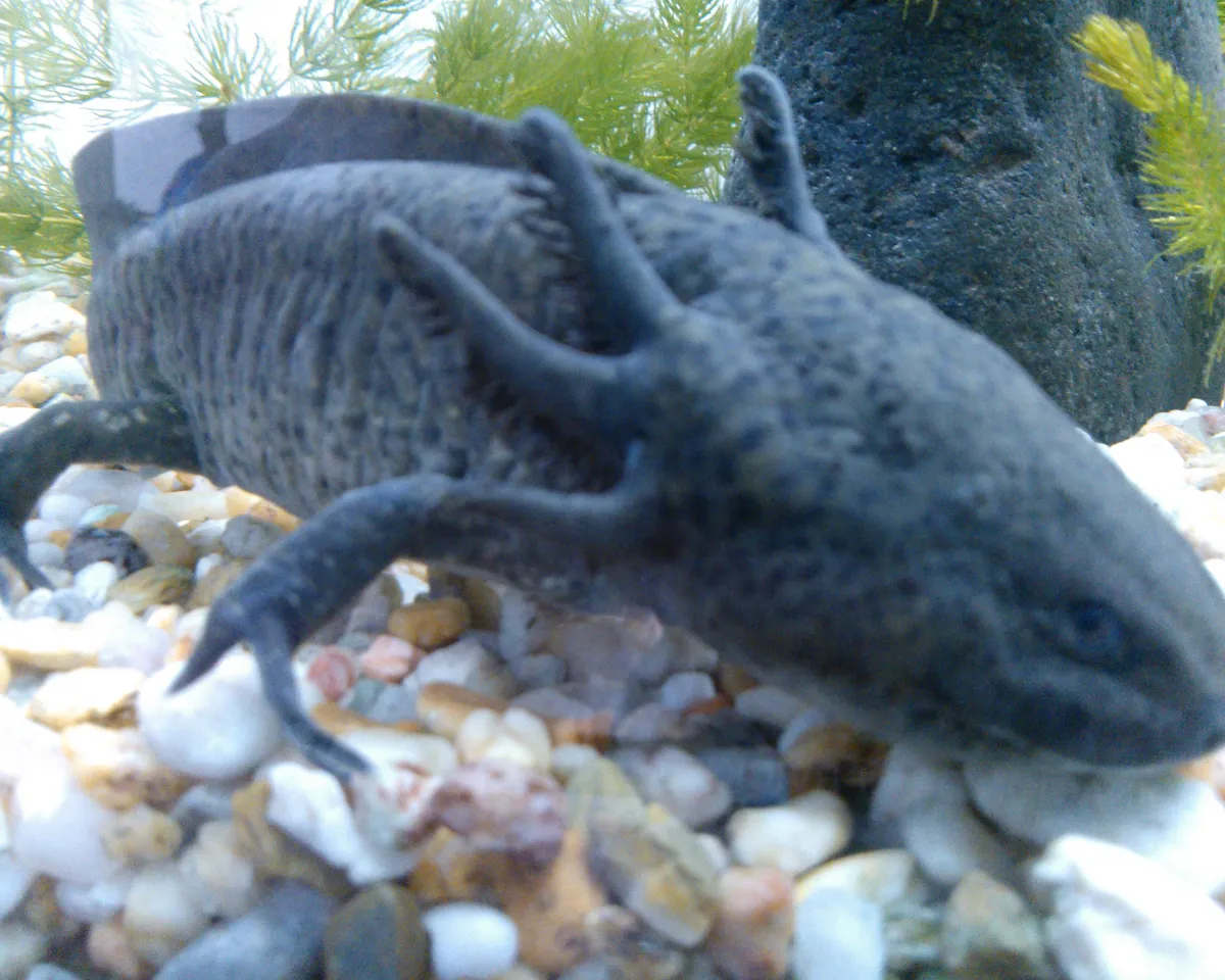 Lavender axolotl