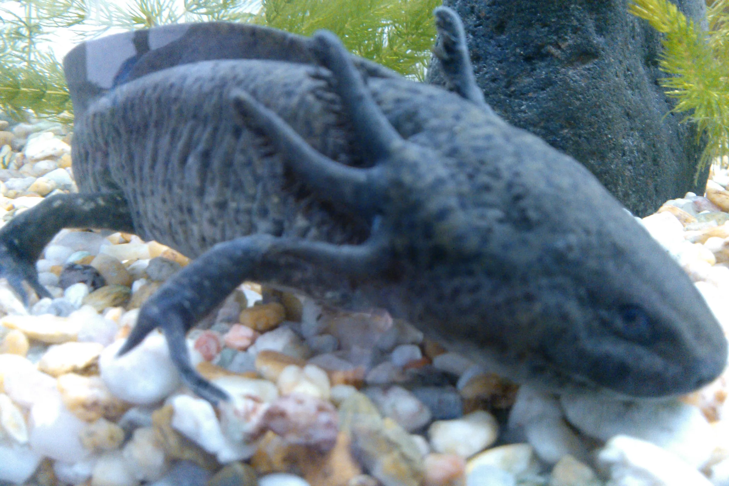 Lavender axolotl