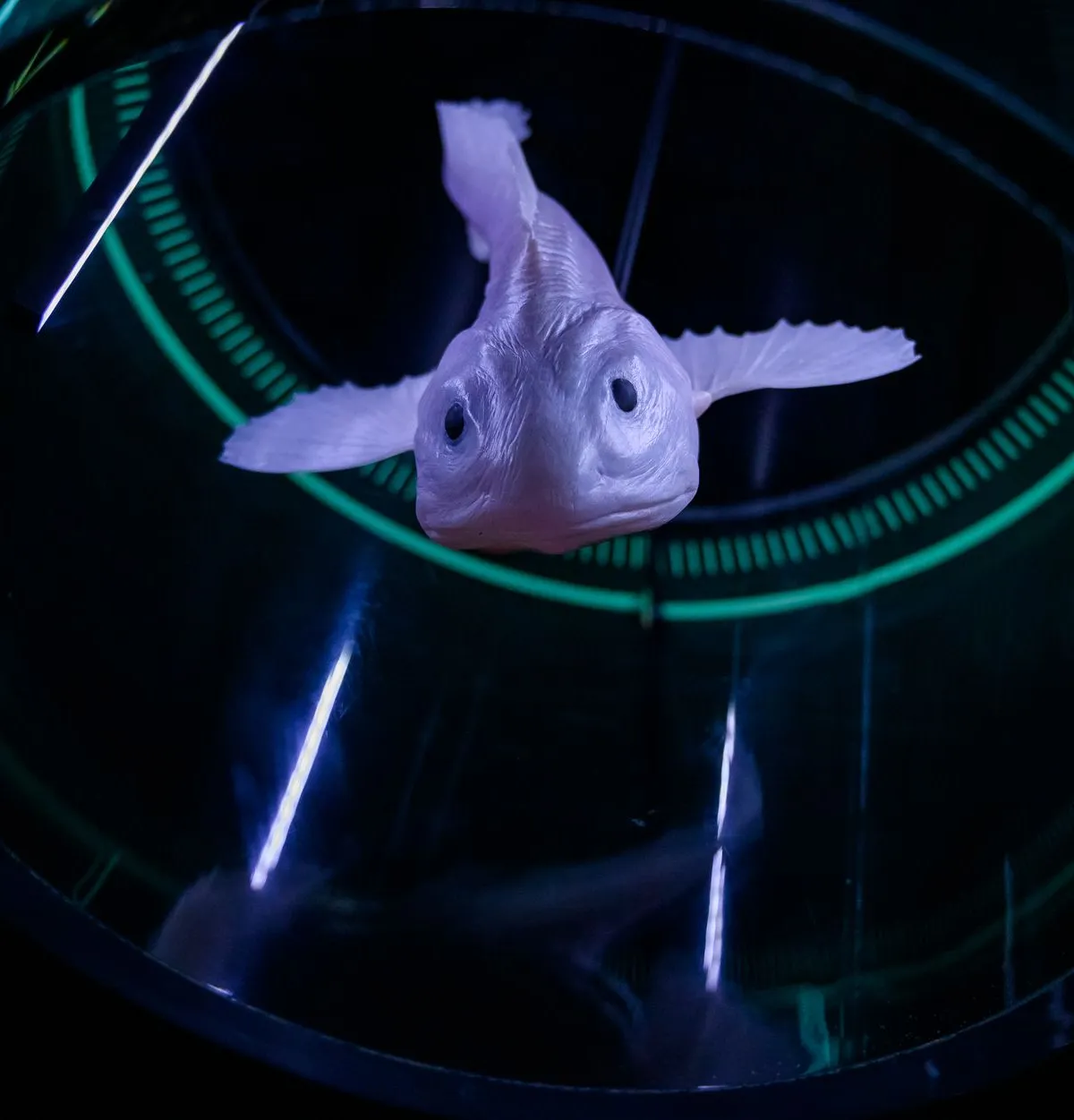 Pink axolotl viewed from above