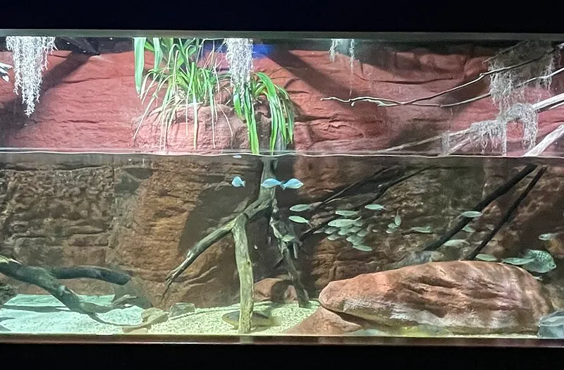 Aqueon 20 Gallon Long Tank