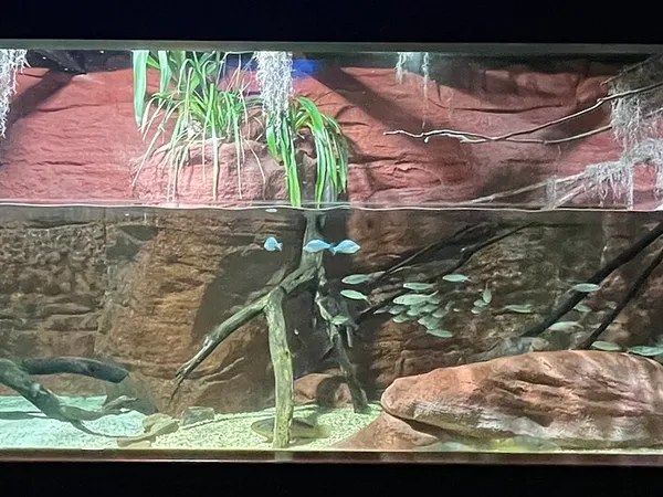 Aqueon 20 Gallon Long Tank