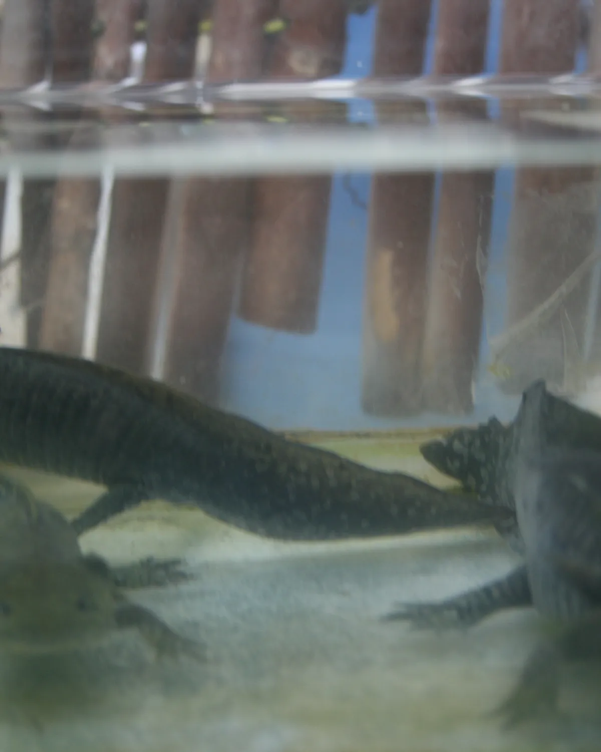 Three axolotls in a tank — illustrating why multiple axolotls don't cohabitate well