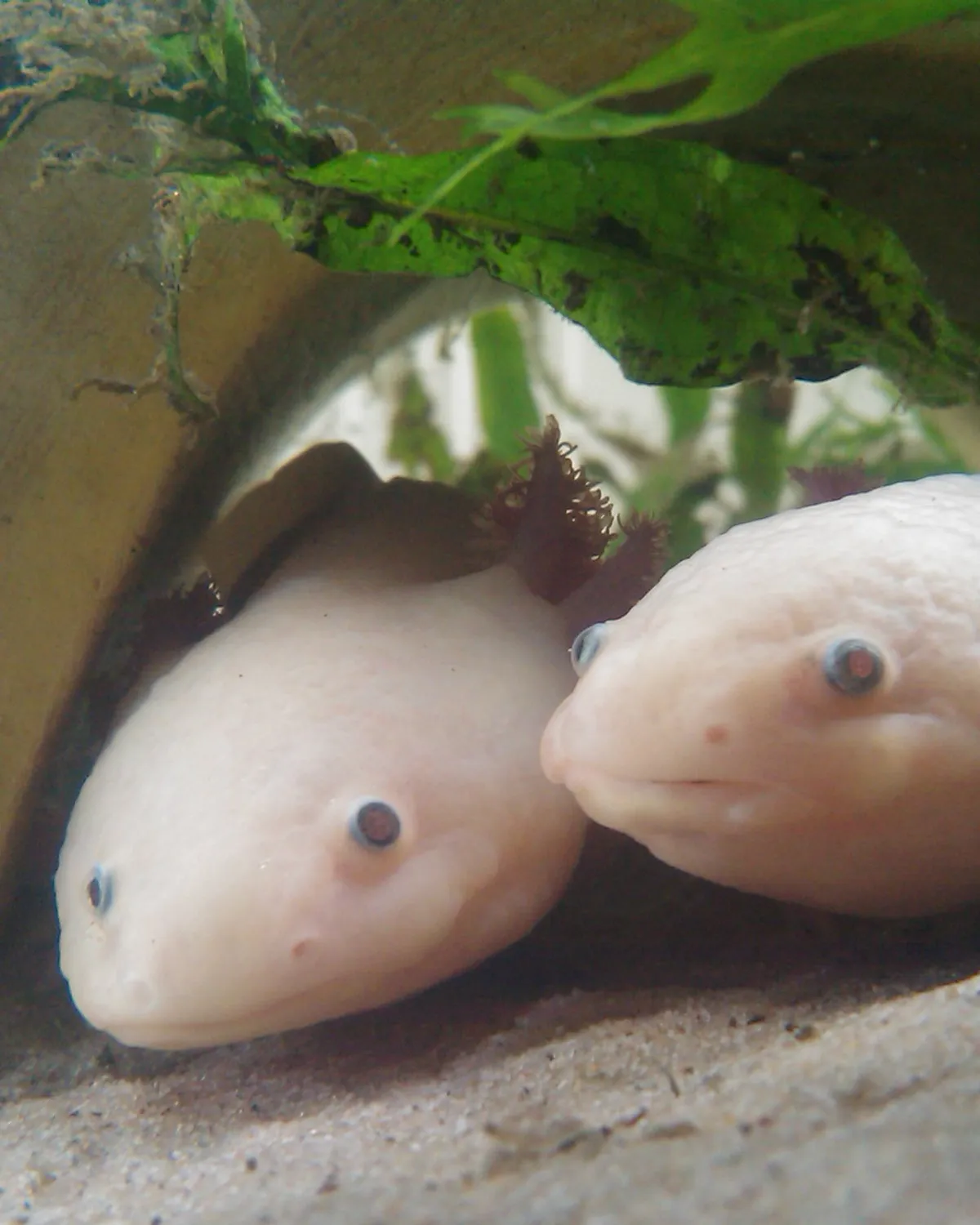 Two leucistic axolotls