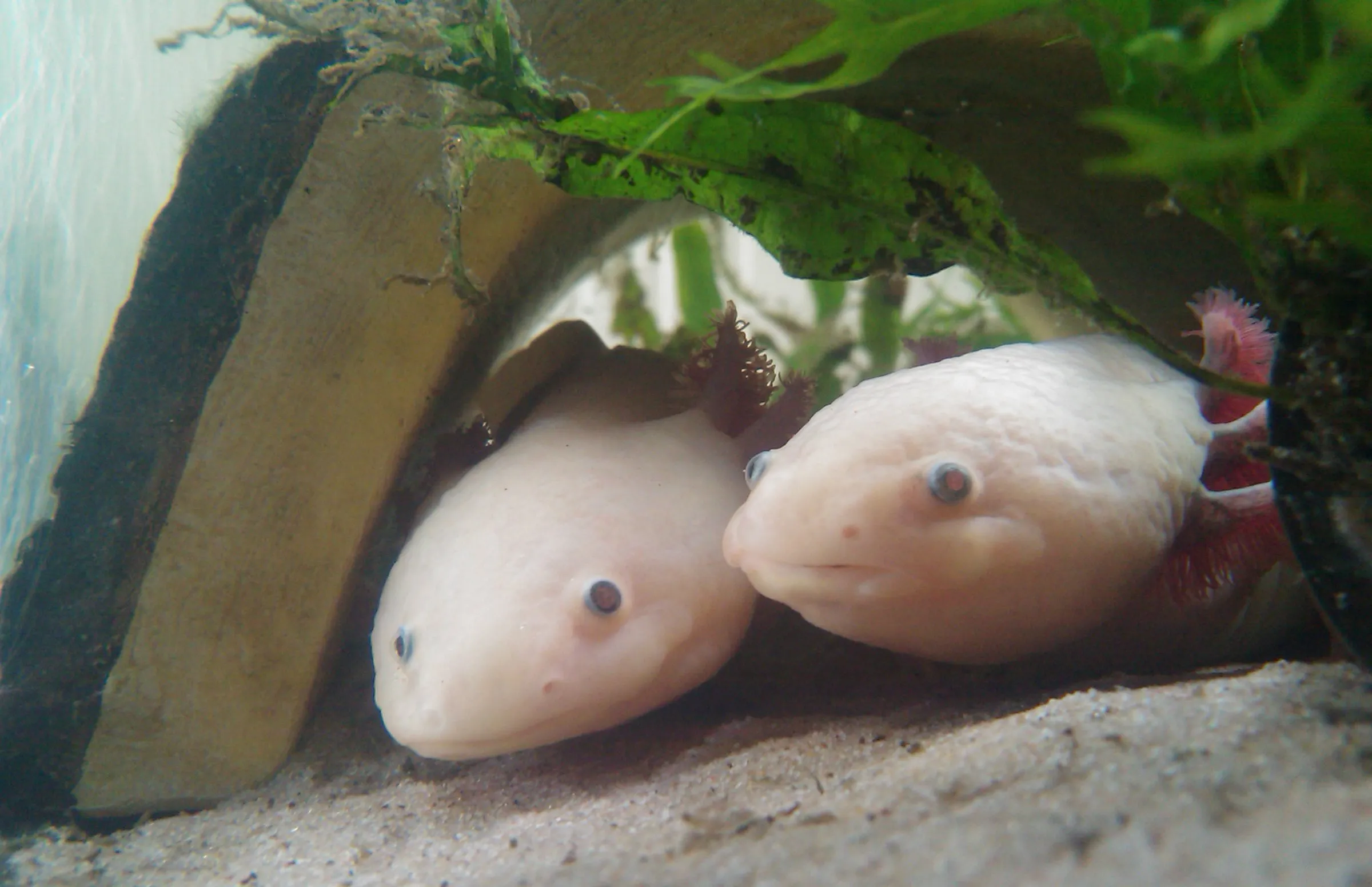 GFP axolotl