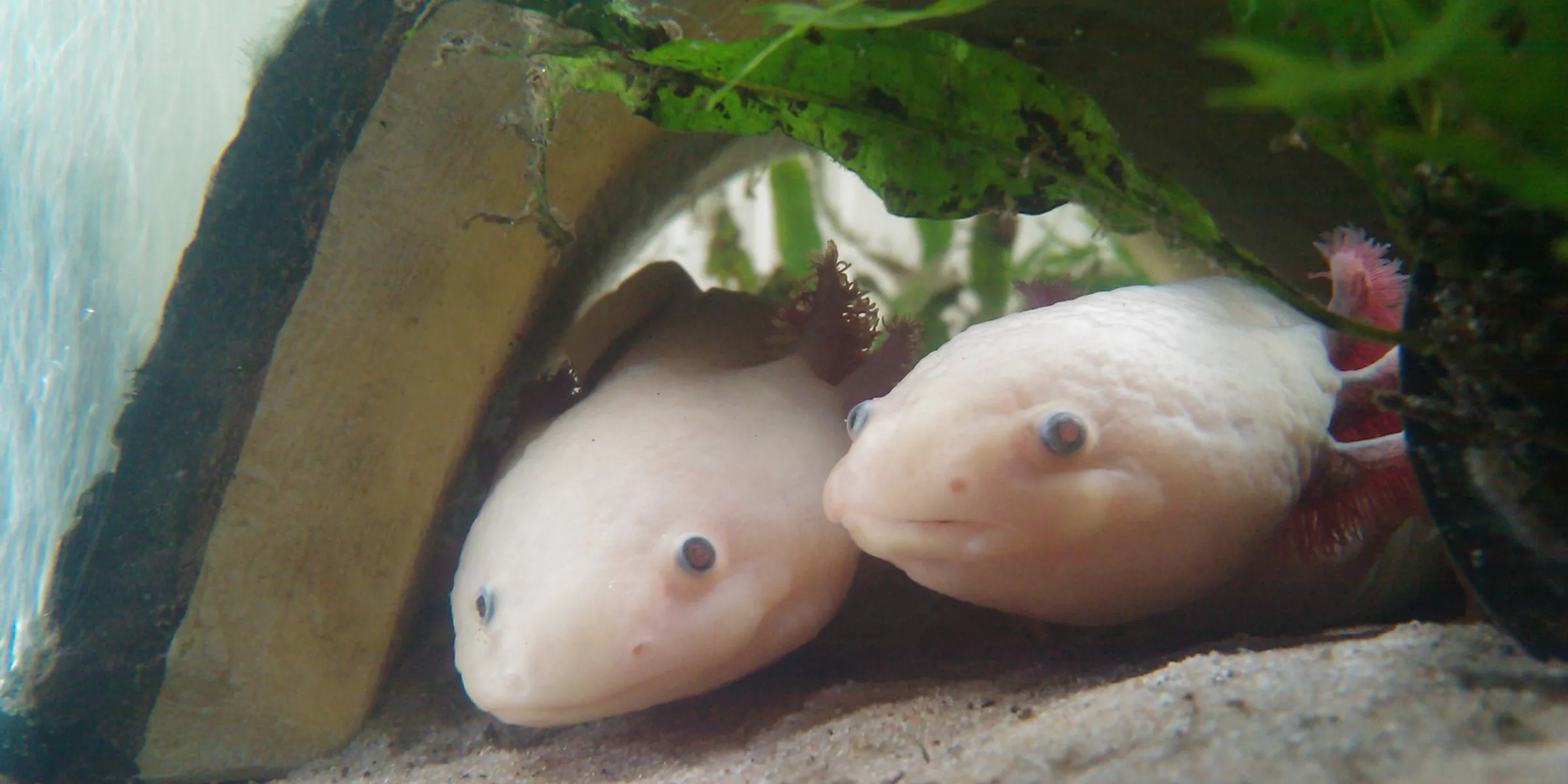 Two leucistic axolotls