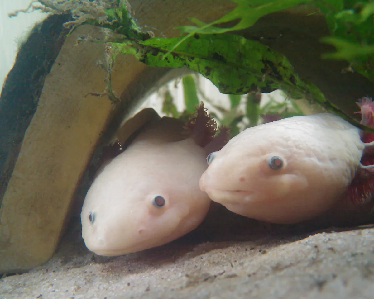 GFP axolotl