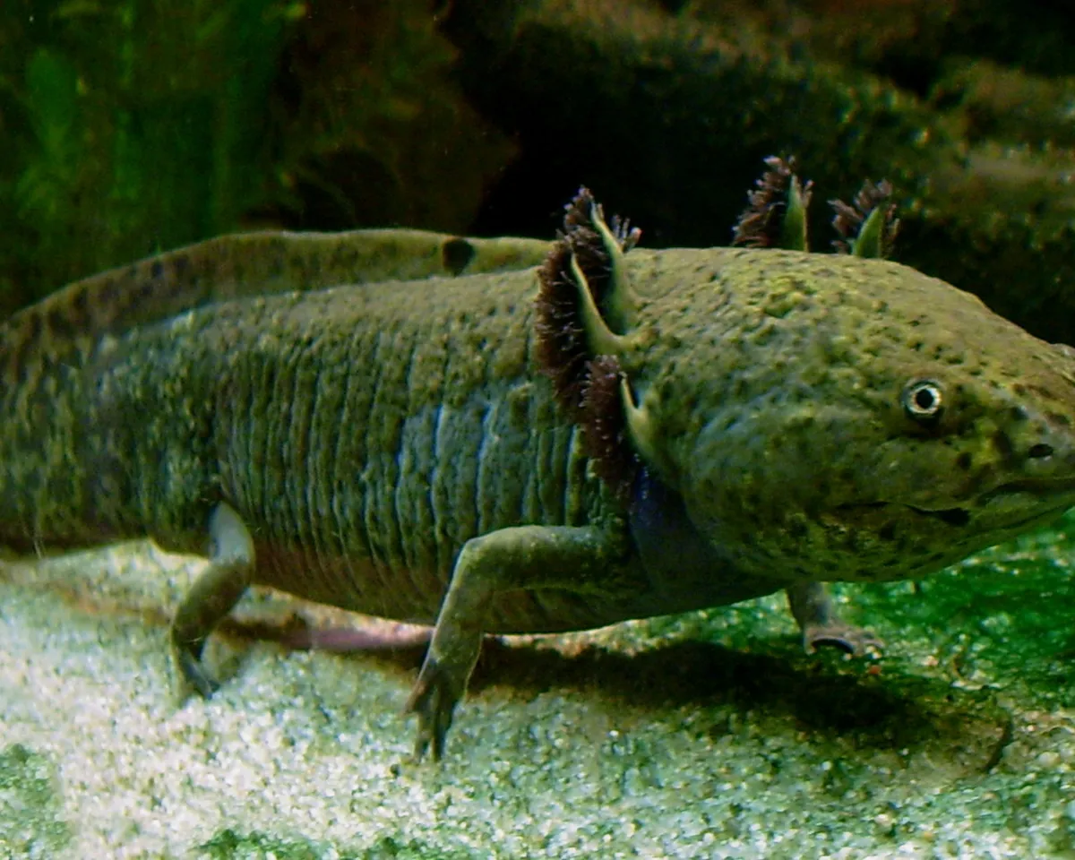 Chimera axolotl