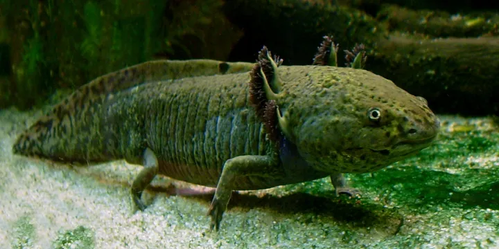 Can You Eat Axolotls? (Yes Historically, No Today, And Here's Why)
