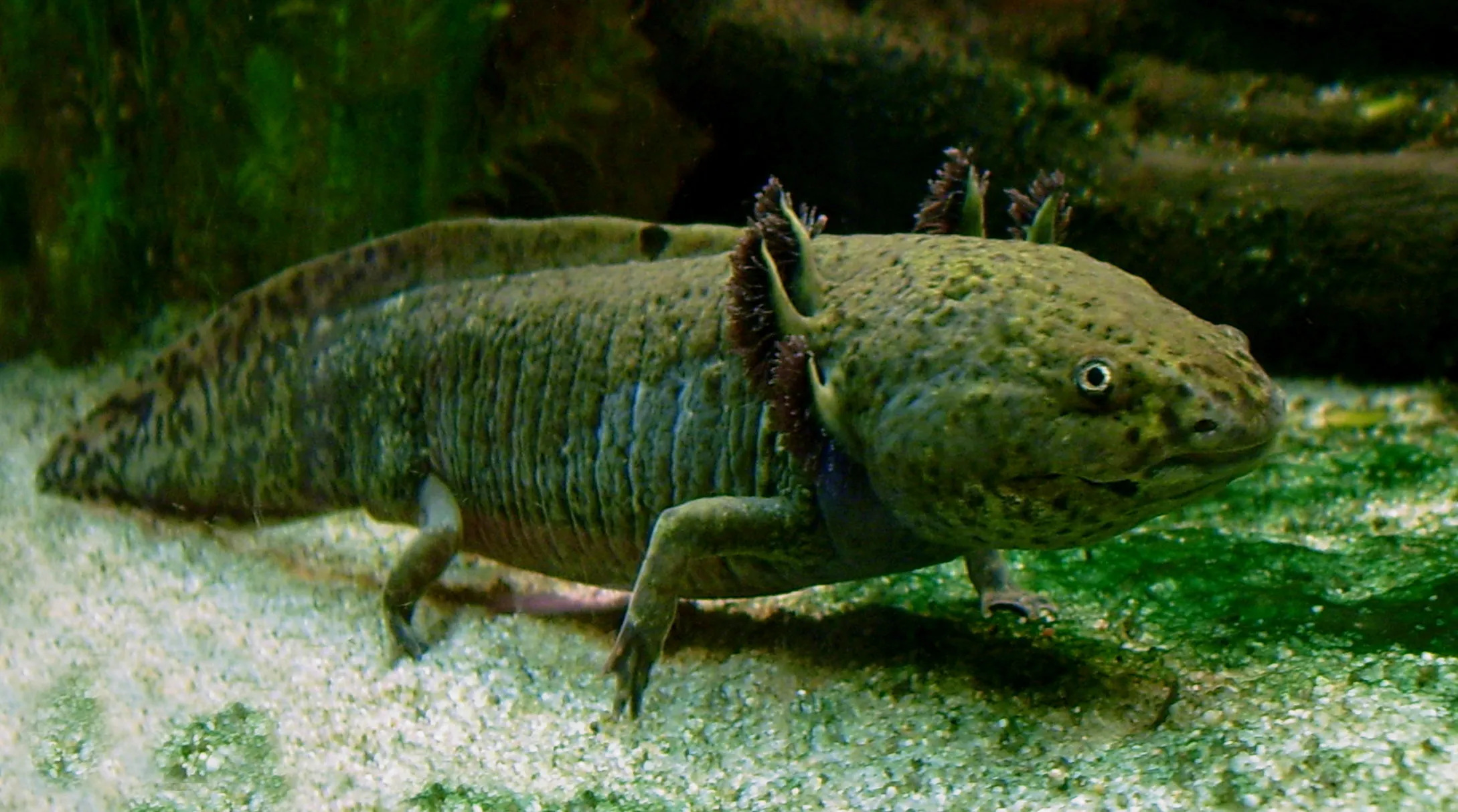 Chimera axolotl