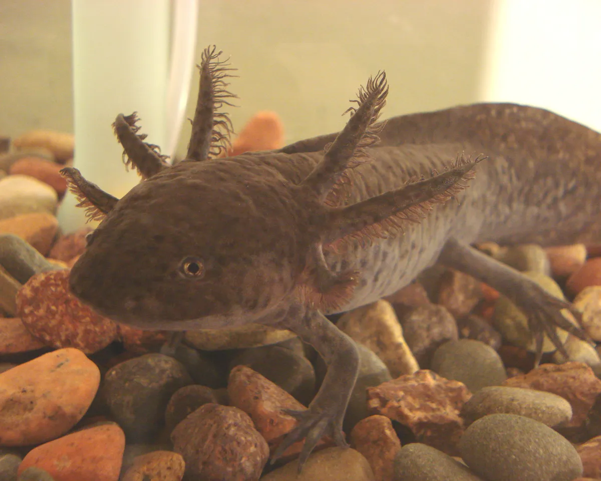 Melanoid axolotl