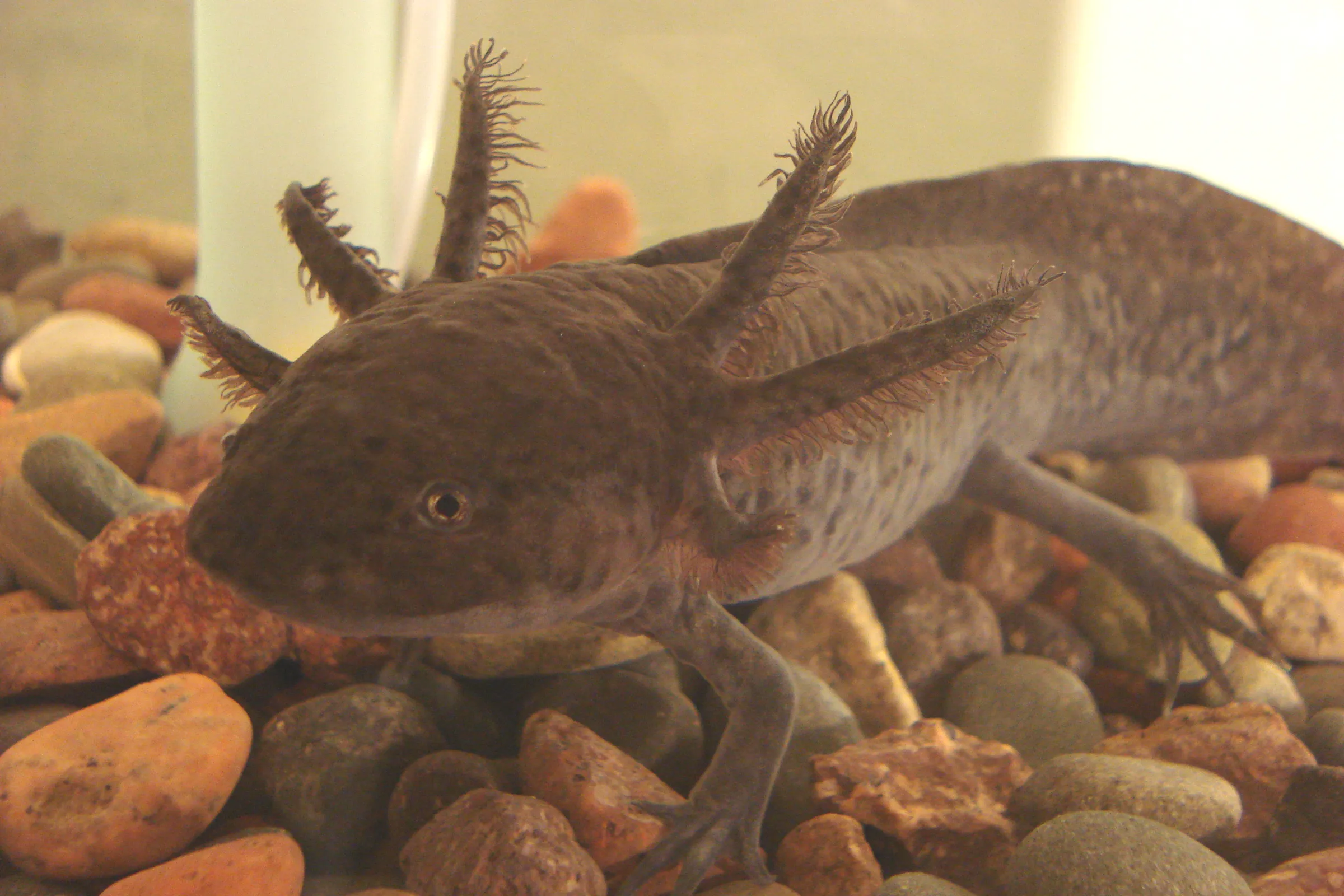 Wild Type axolotl
