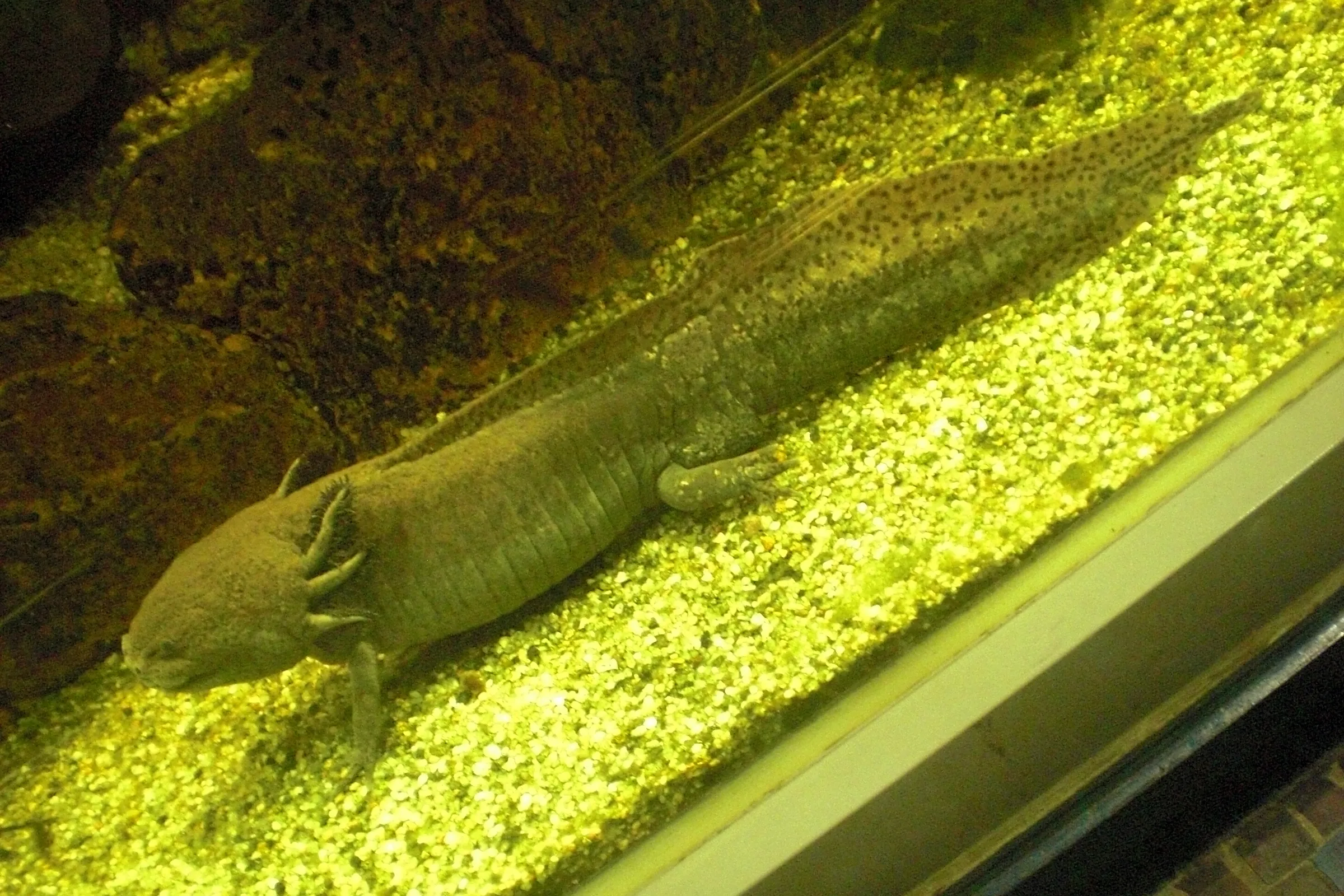 Copper axolotl