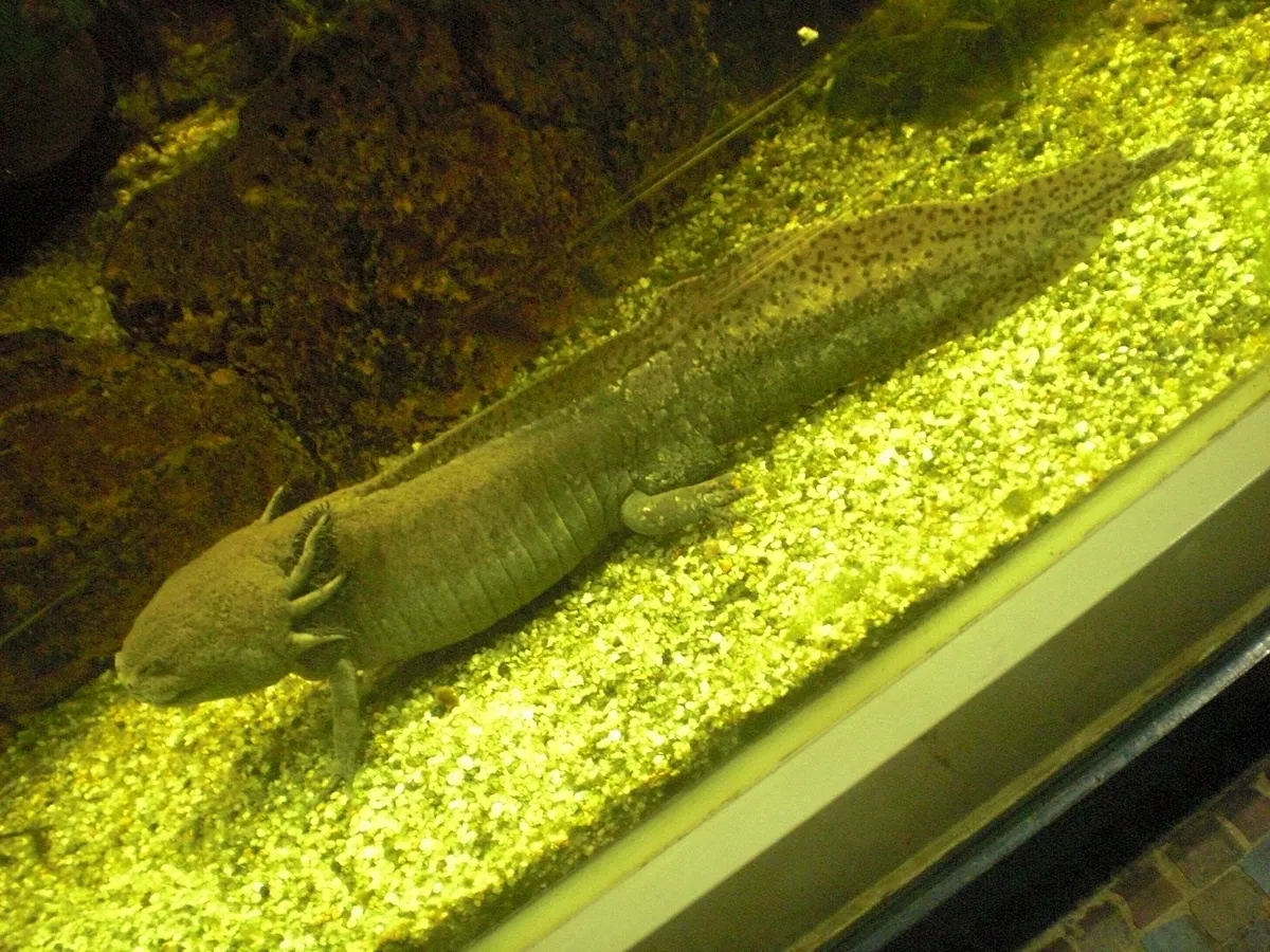 Axolotl tank setup with sand and decor