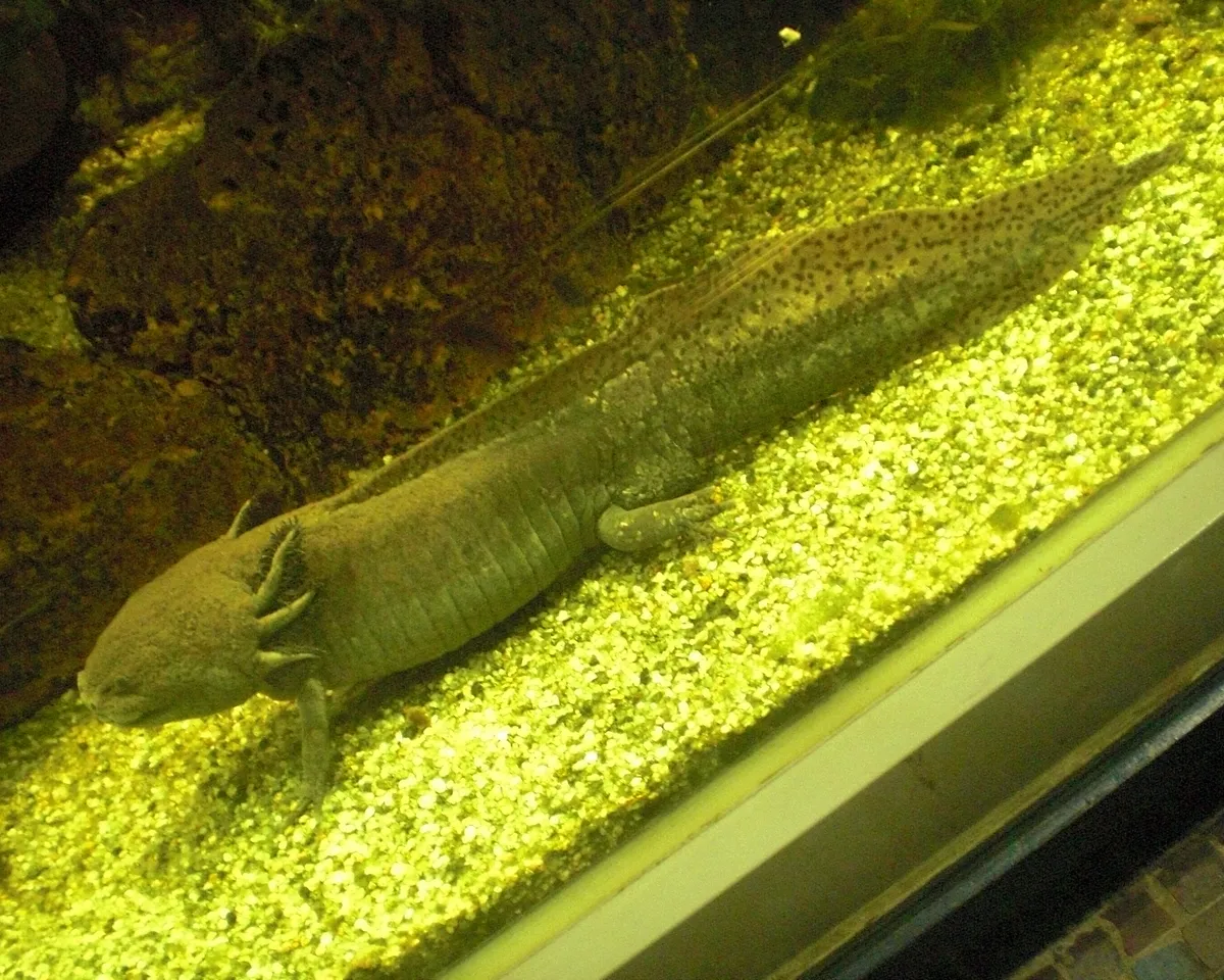 Copper axolotl