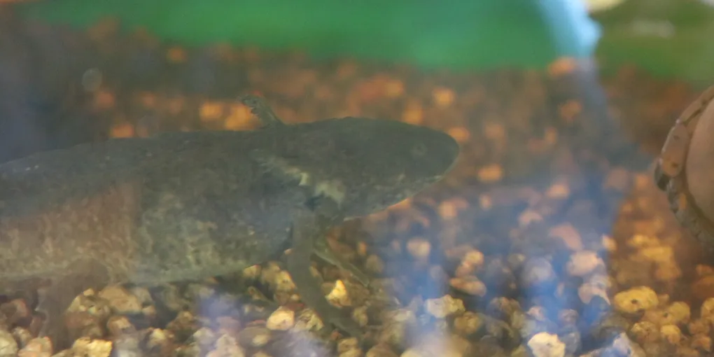 Axolotl Water Parameters: The Complete Cheat Sheet